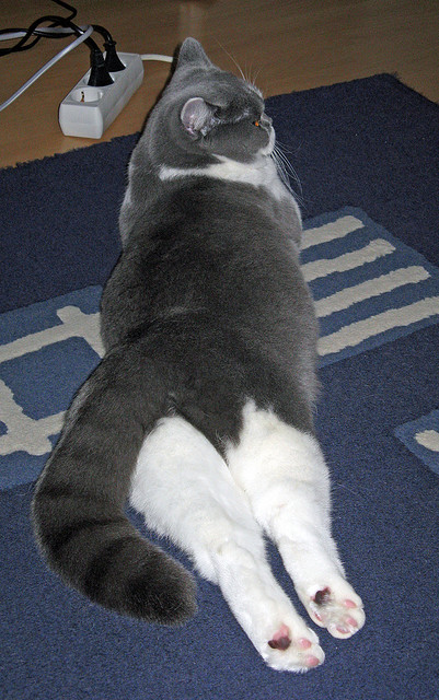 熊猫体育直播-篮球运动员比赛心理调节，篮球心理训练方法