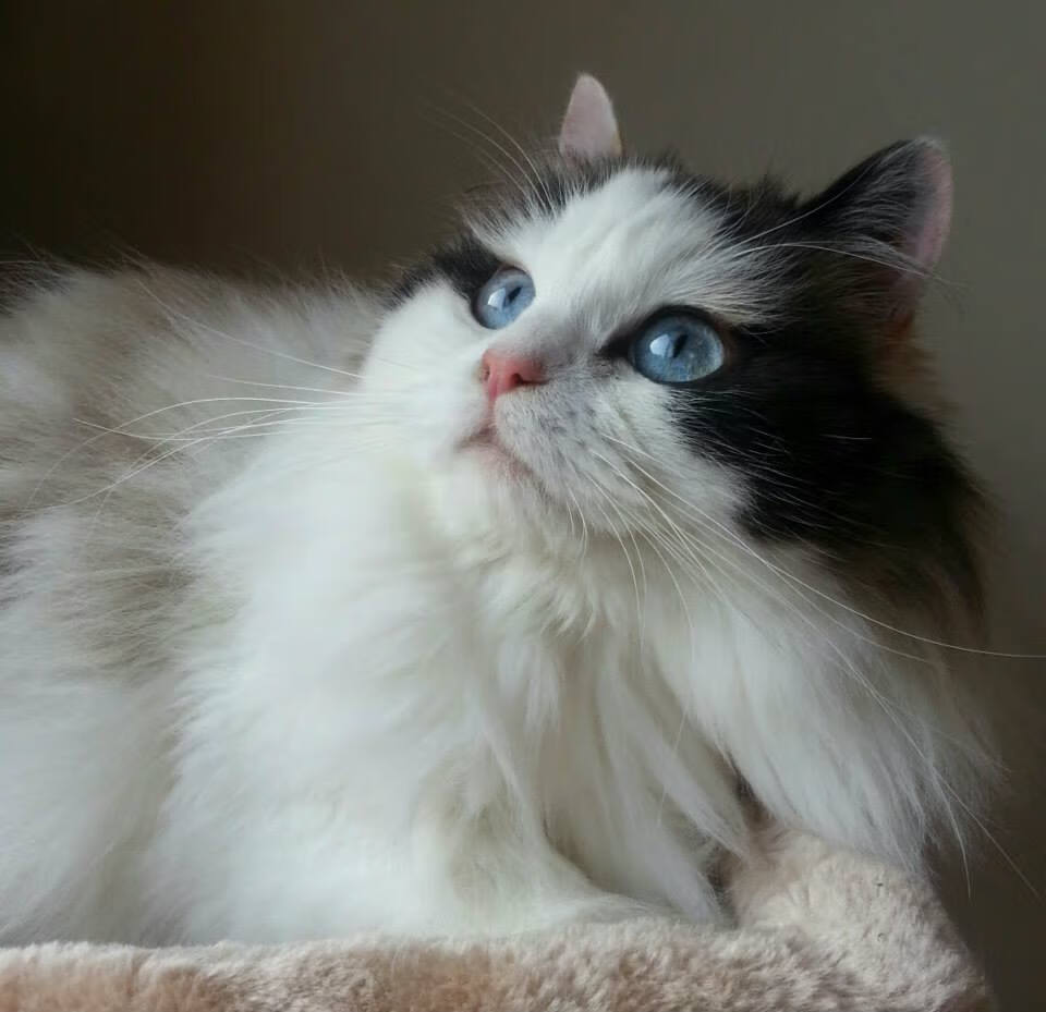 熊猫体育官方试玩-中国足球边路配合打法模型，足球边路进攻的战术配合基本方法