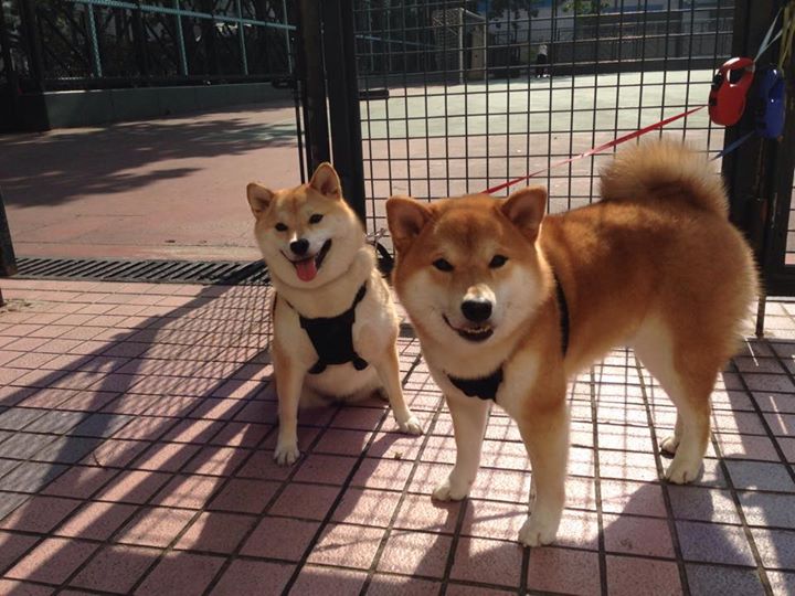 熊猫体育官网-印度乒乓球队在2024年世界杯的表现，创造历史新篇章，印度乒乓球什么水平