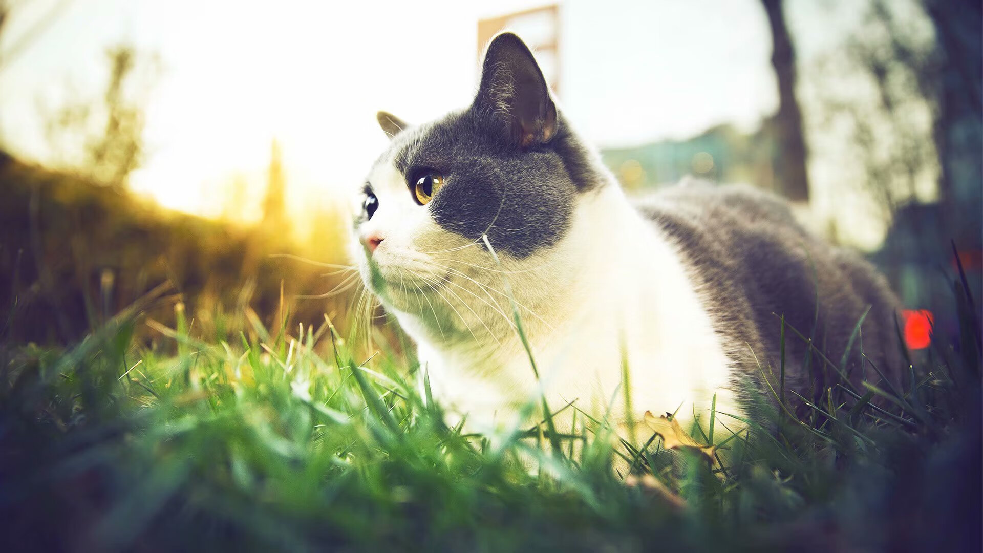 国足集训名单公布 多名新人入选，国足集训大名单