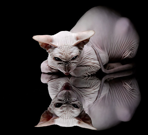 熊猫体育入口-拉齐奥整体推进带来持续威胁，拉齐奥怎么样