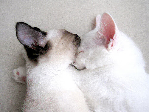 控卫是否应具备压节奏能力以应对比分领先，控卫需要防守吗