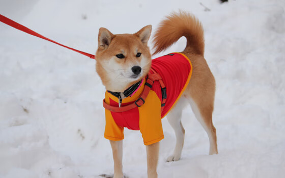 武磊专访 留洋之路充满挑战,武磊留洋一共进多少球