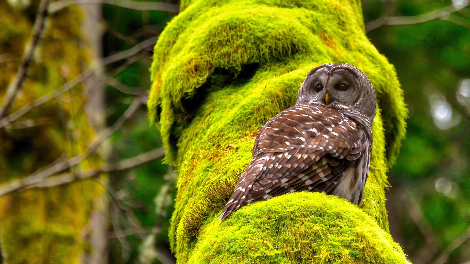 熊猫体育网址-自由泳决赛澳洲三人入围 中国一人抢眼，澳大利亚200米自由泳冠军