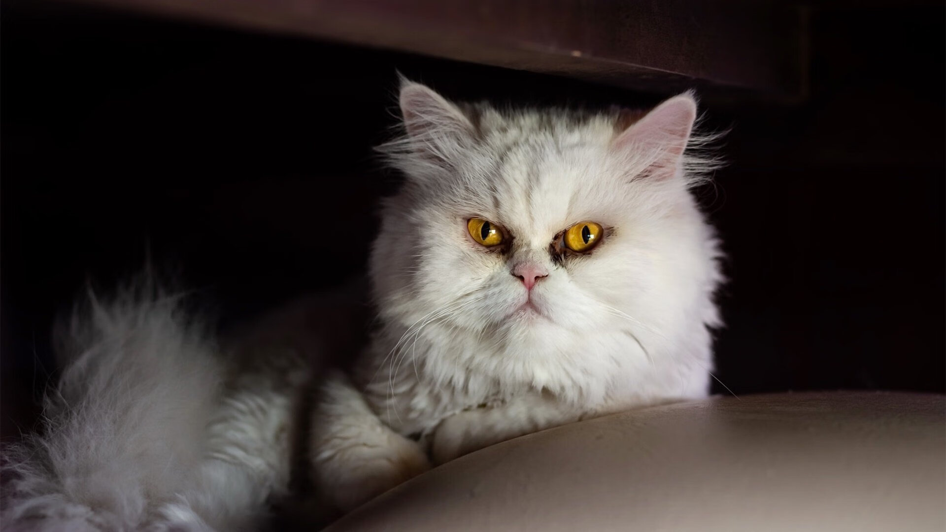 足球青训激励制度未能长期稳定推行，足球青训淘汰率高的原因