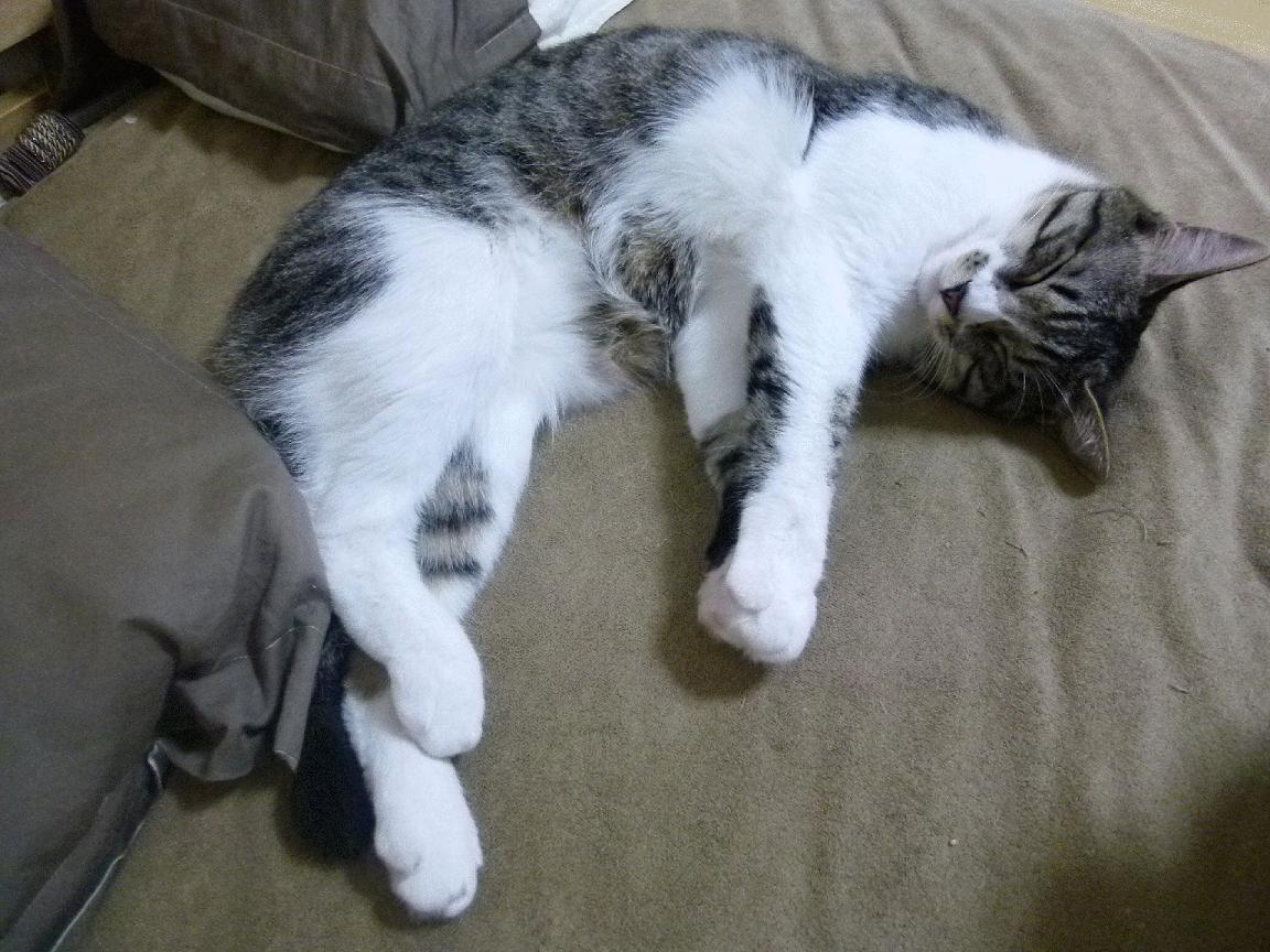 Panda Sports-中国足球国家队实施科学恢复周期制度，中国国家足球队归化