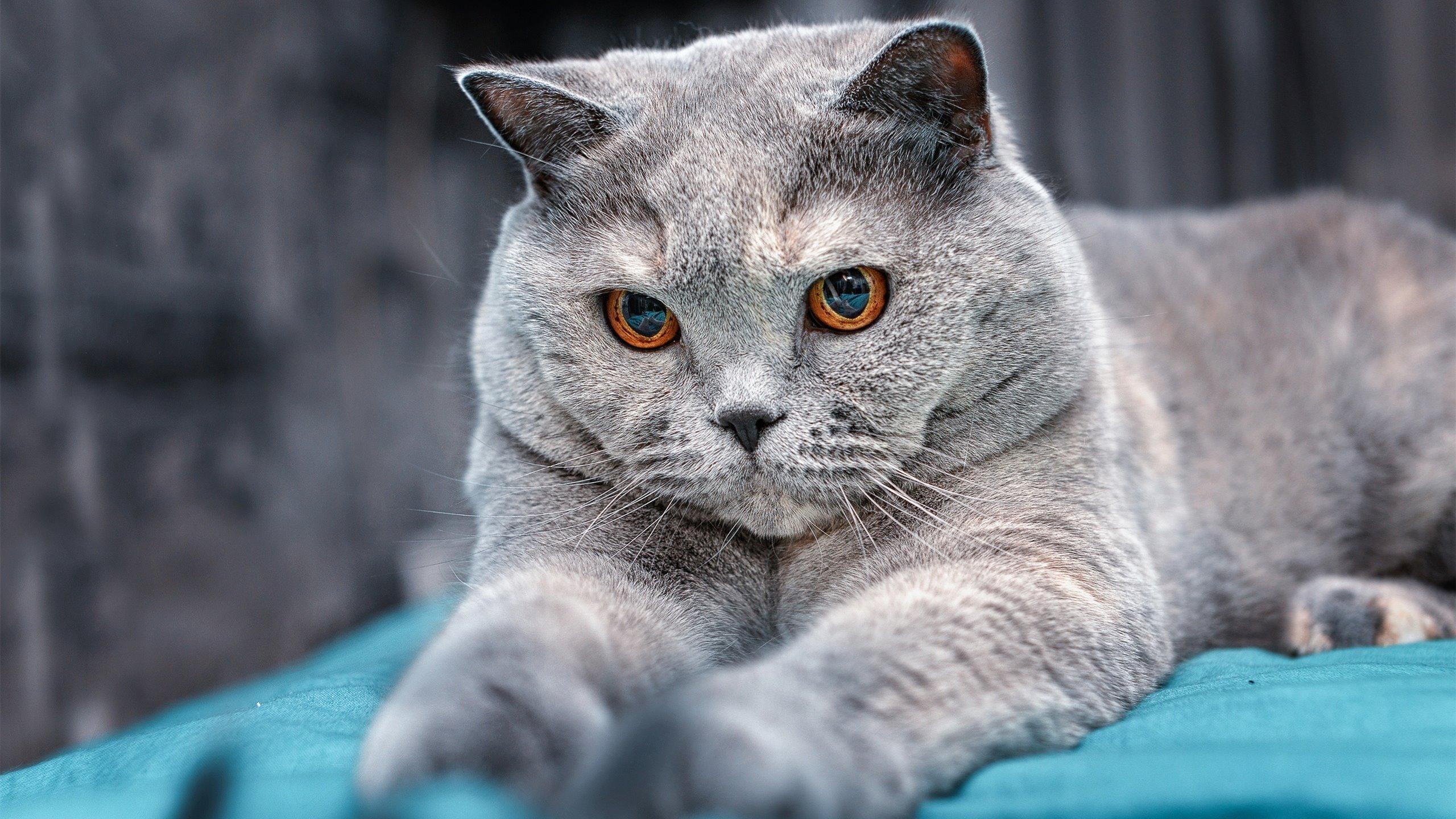 熊猫TV-国际田径联合会推广青少年运动普及项目，青少年田径锦标赛