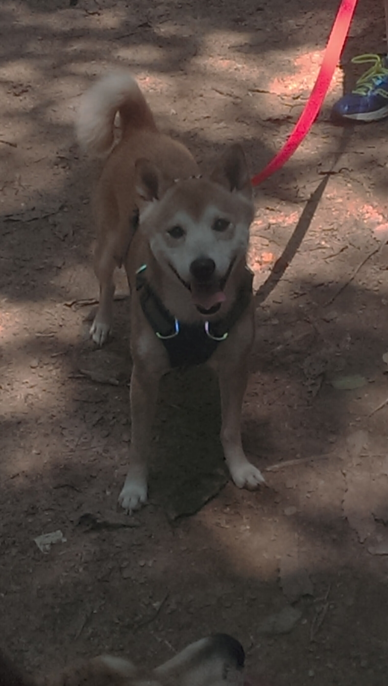 熊猫体育在线-意甲超级反击：瞬间打穿防线的神技，意甲谁能打爆这条防线