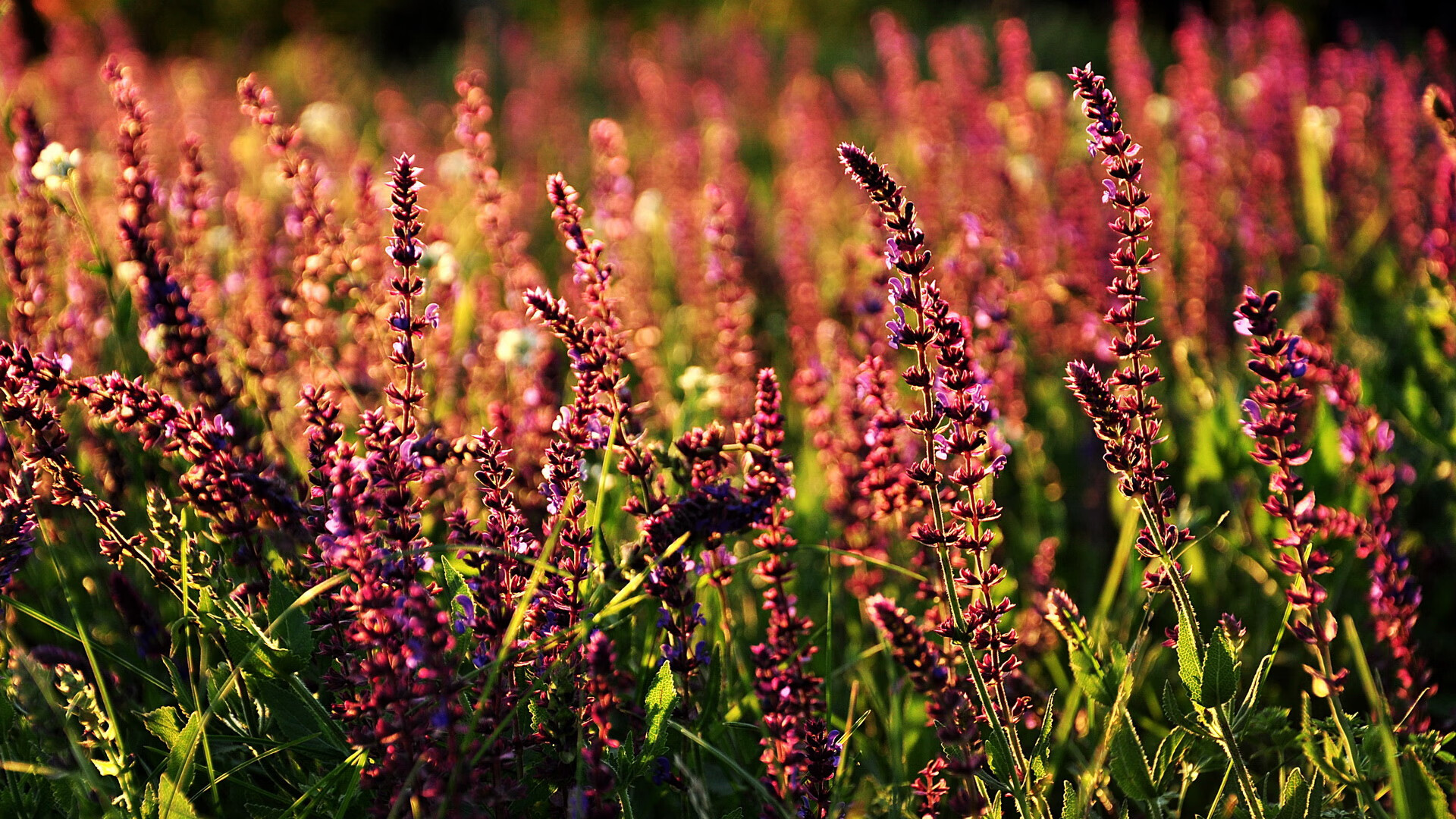 熊猫体育网页版-谷爱凌学习成绩优异成榜样代表，谷爱凌家庭情况